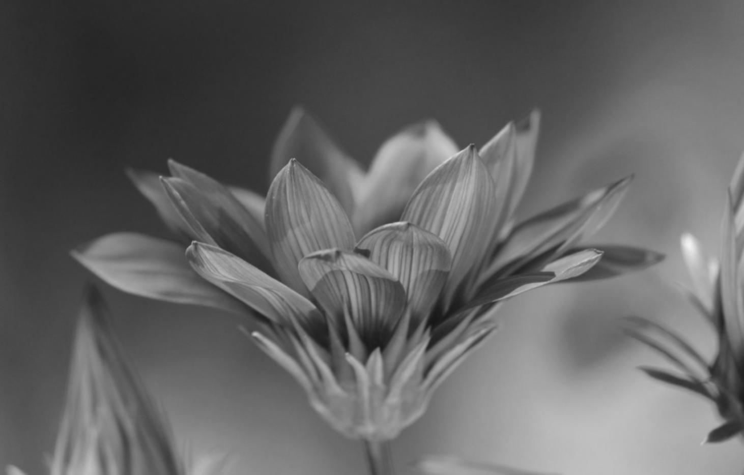 Etkinlik alanında çiçek düzenlemesi