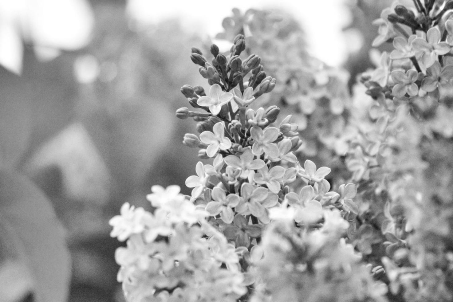 Tamamlanmış çiçek düzenlemesi