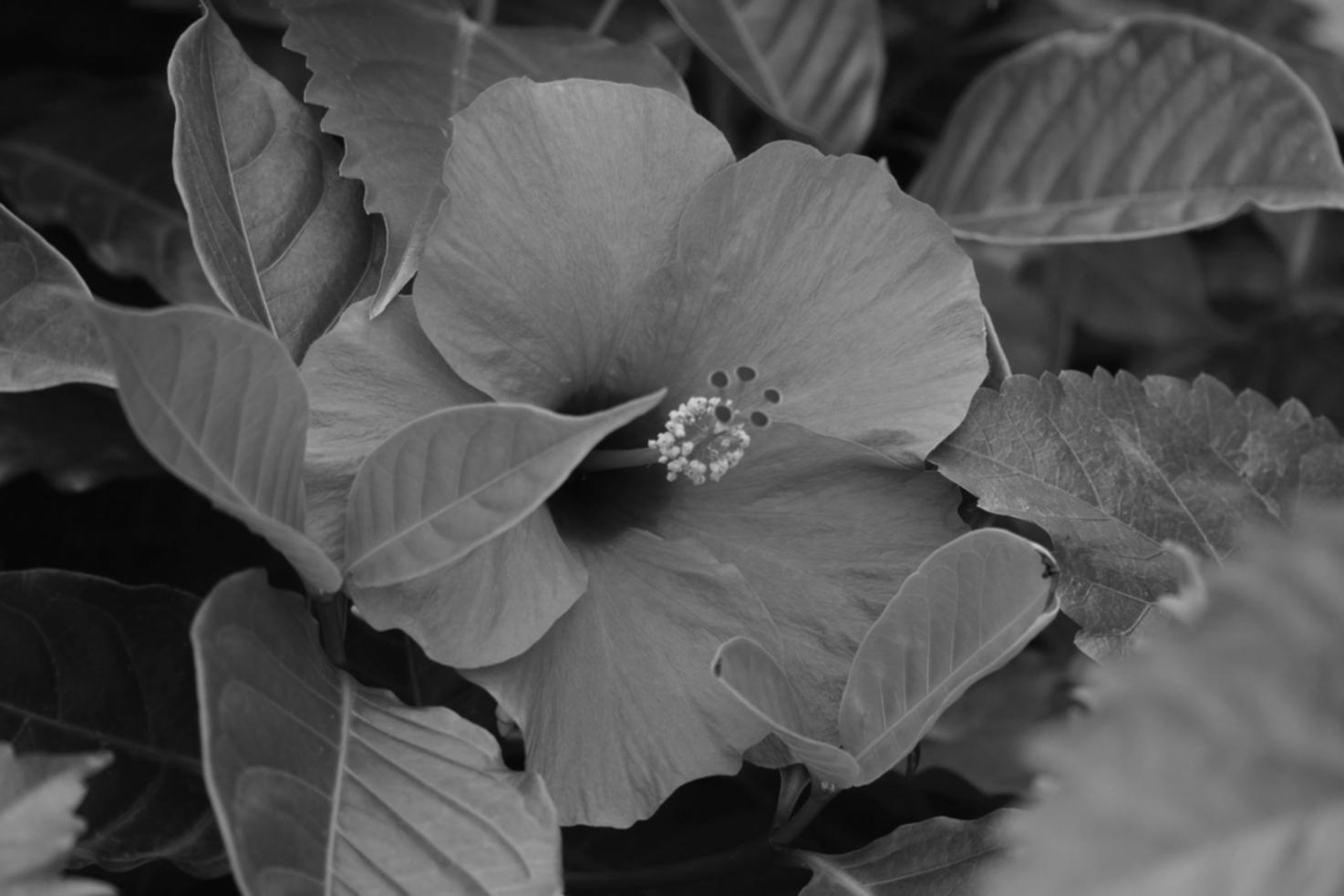 Etkinlik alanı çiçek kurulumu